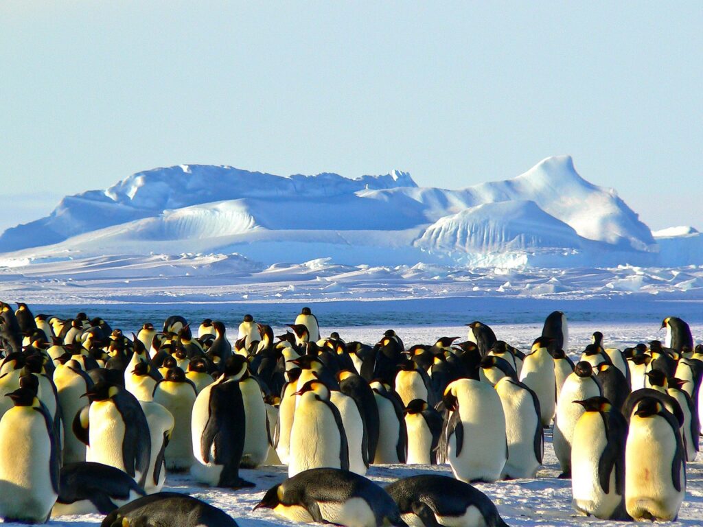 emperor penguins, antarctic, life-429127.jpg