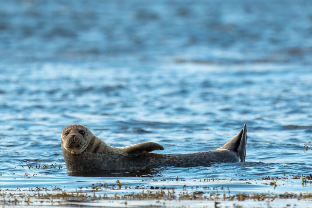 animal, seal, scotland-4148904.jpg
